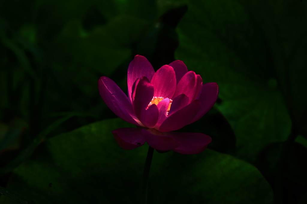 光るハス発見！