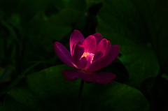 光るハス発見！