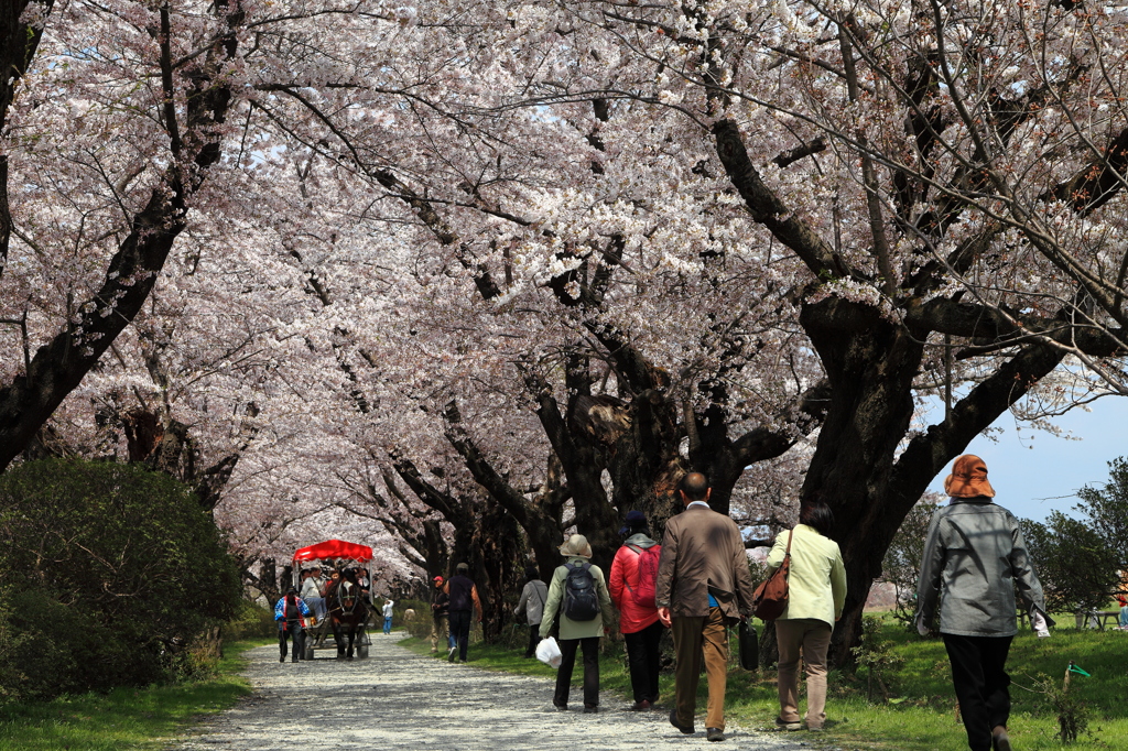 北上展勝地の桜並木♪