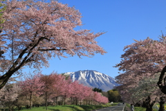 こんな時も小岩井の桜は咲きます