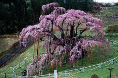 三春滝桜2015