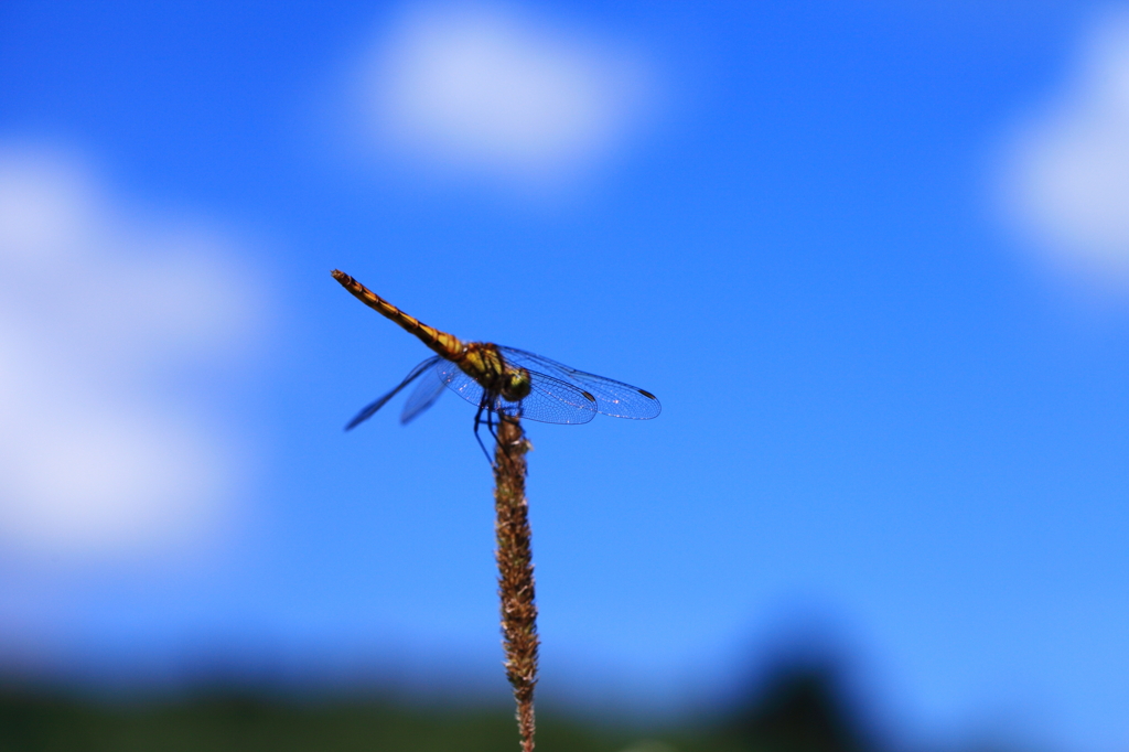 小さい秋みつけた♪