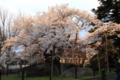 北国の桜・・・石割桜