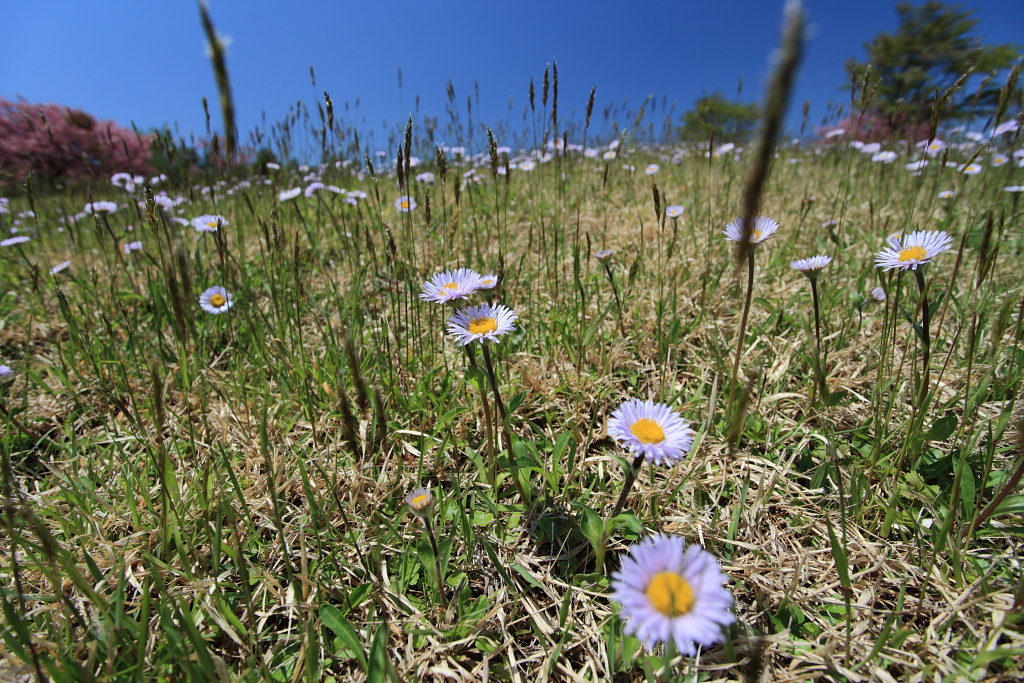 高森高原・アズマギク