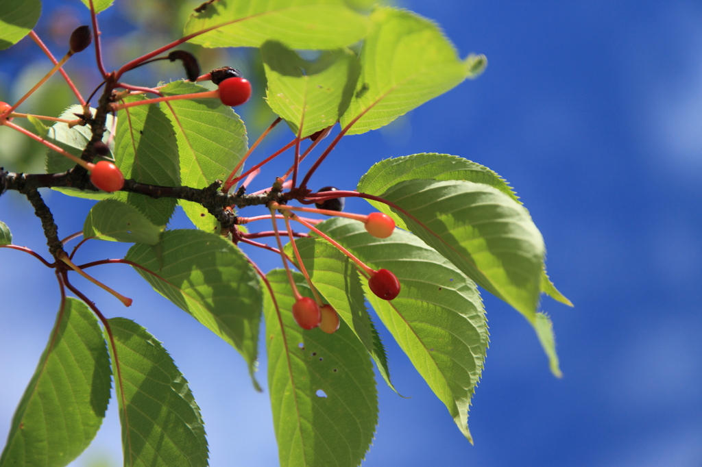 桜の次はさくらんぼ