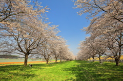 東北の春