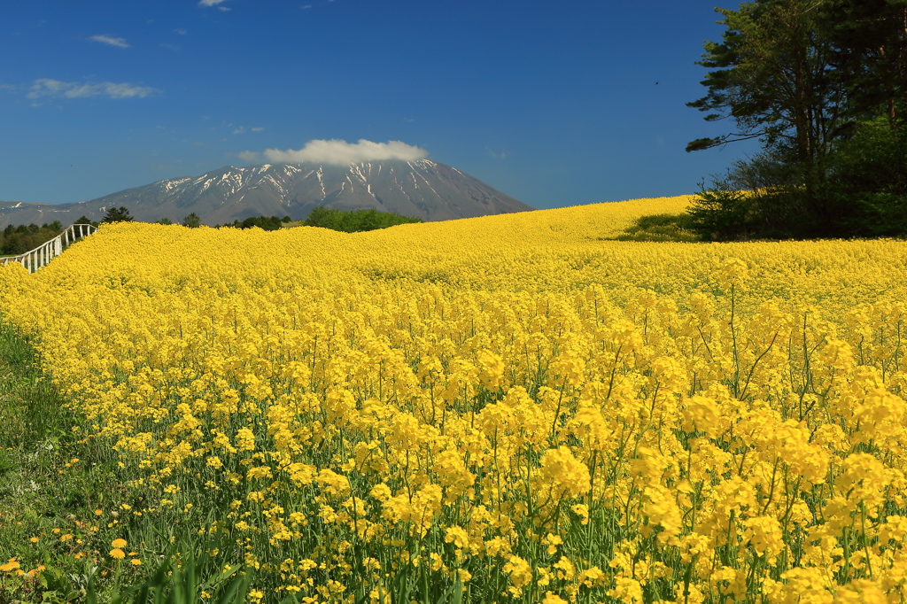 山下黄花