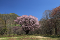 七時雨山荘・一本桜