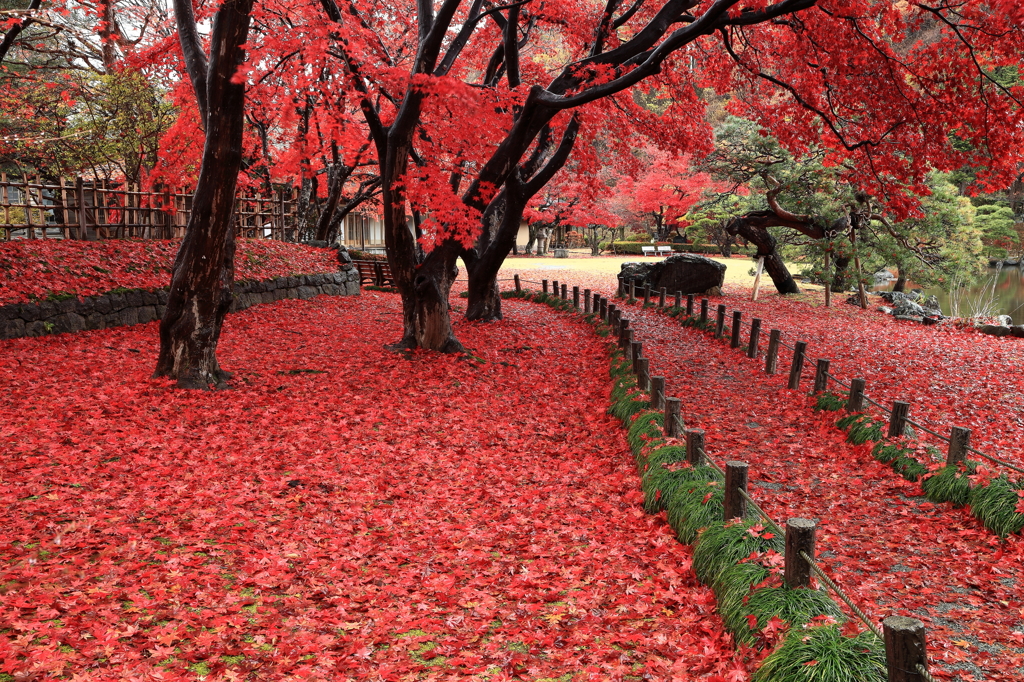 床紅葉