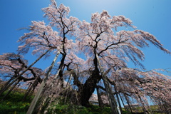 桜の滝　　福島三春の滝桜