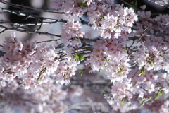 三春の滝桜(福島)