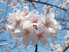 桜のブーケ