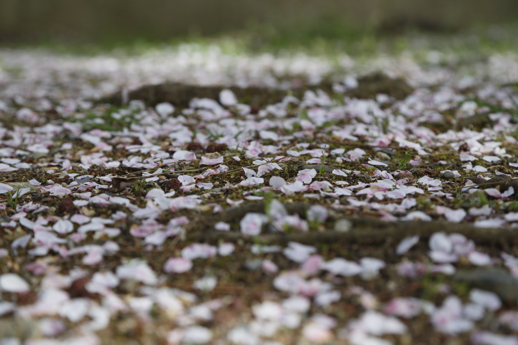 桜の絨毯