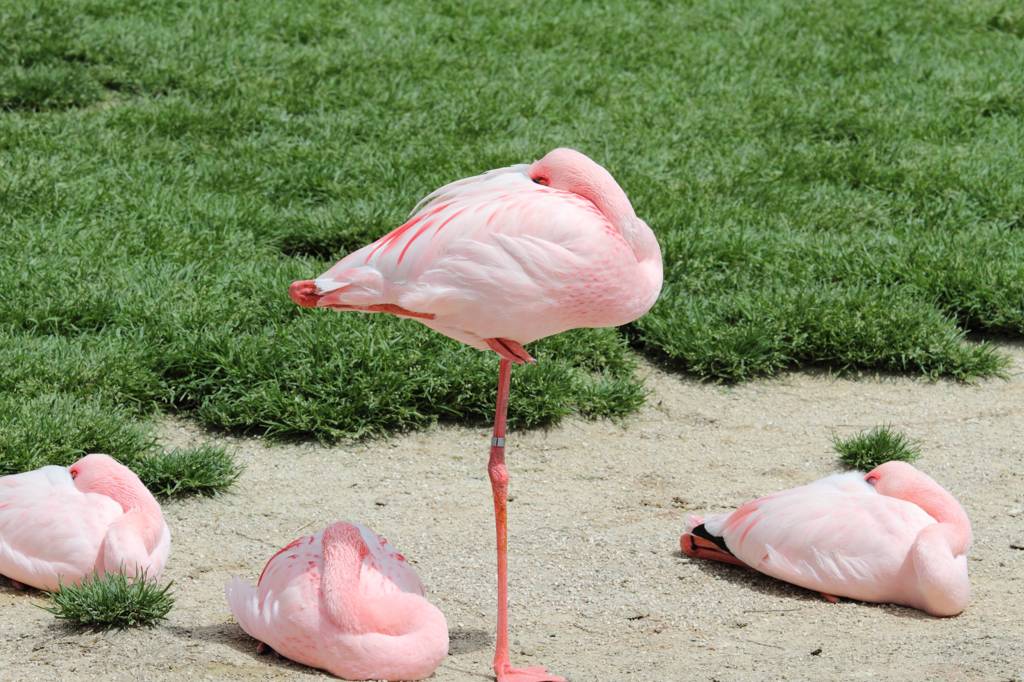 安佐動物公園で