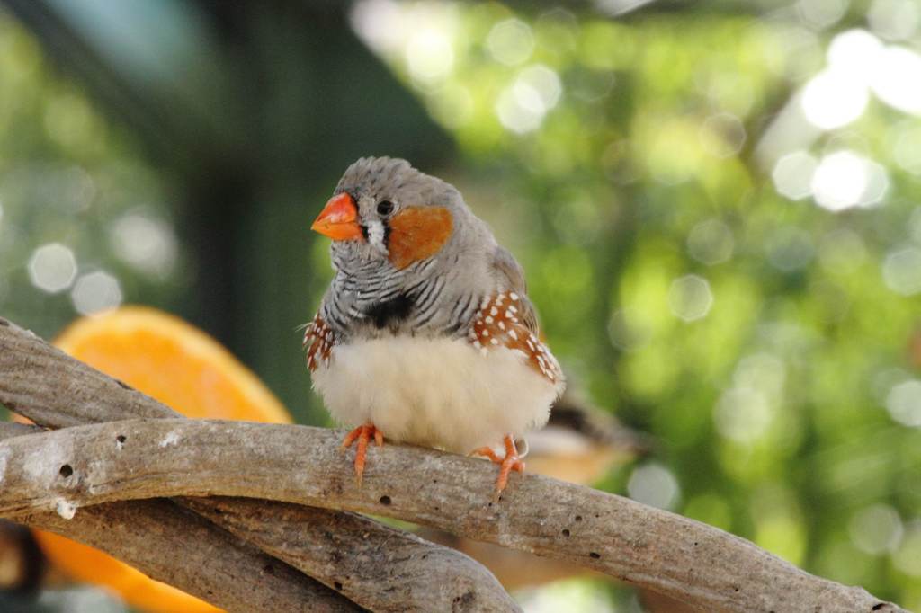安佐動物公園で
