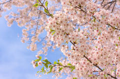 桜舞う
