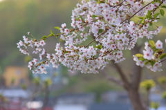 晩春