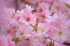 お花