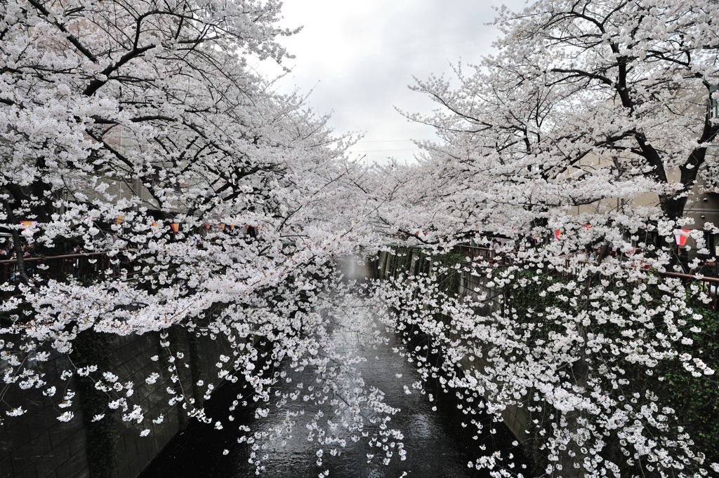 花見（目黒川）