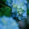 紫陽花の季節