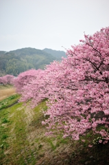 河津桜