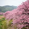 河津桜