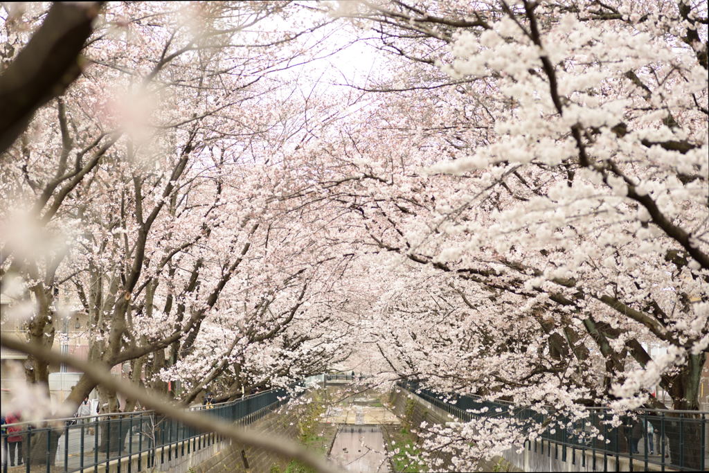 花見歩き