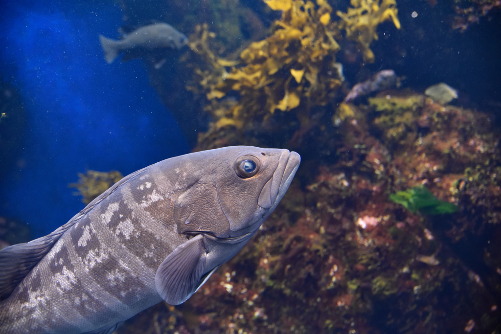 新江ノ島水族館2