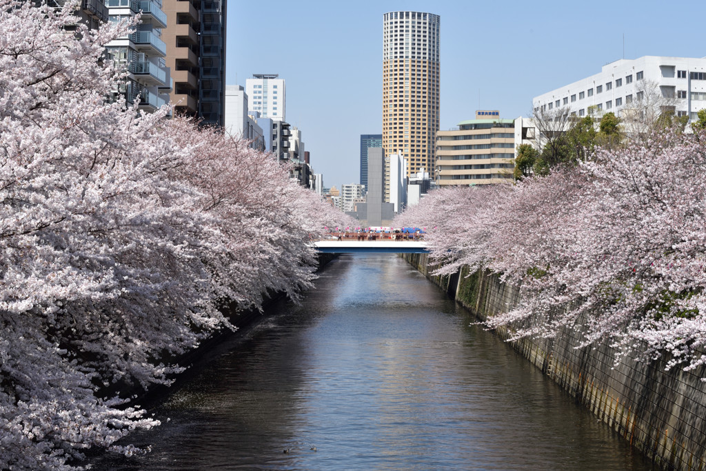 花見日和2