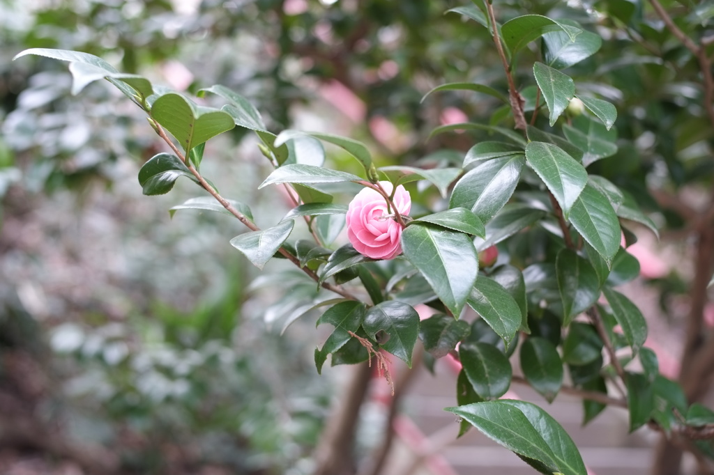 公園を歩く