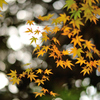 紅葉狩り