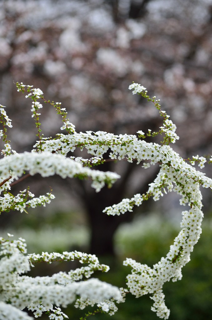 雪柳