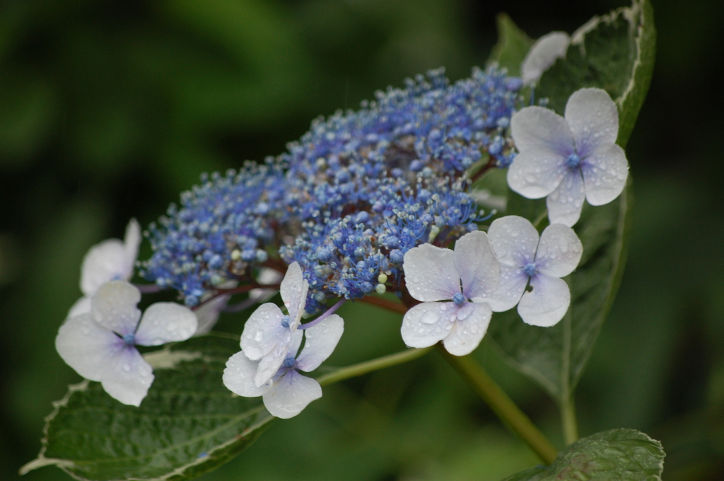 紫陽花