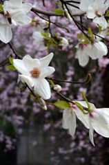 辛夷－枝垂れ桜をバックに