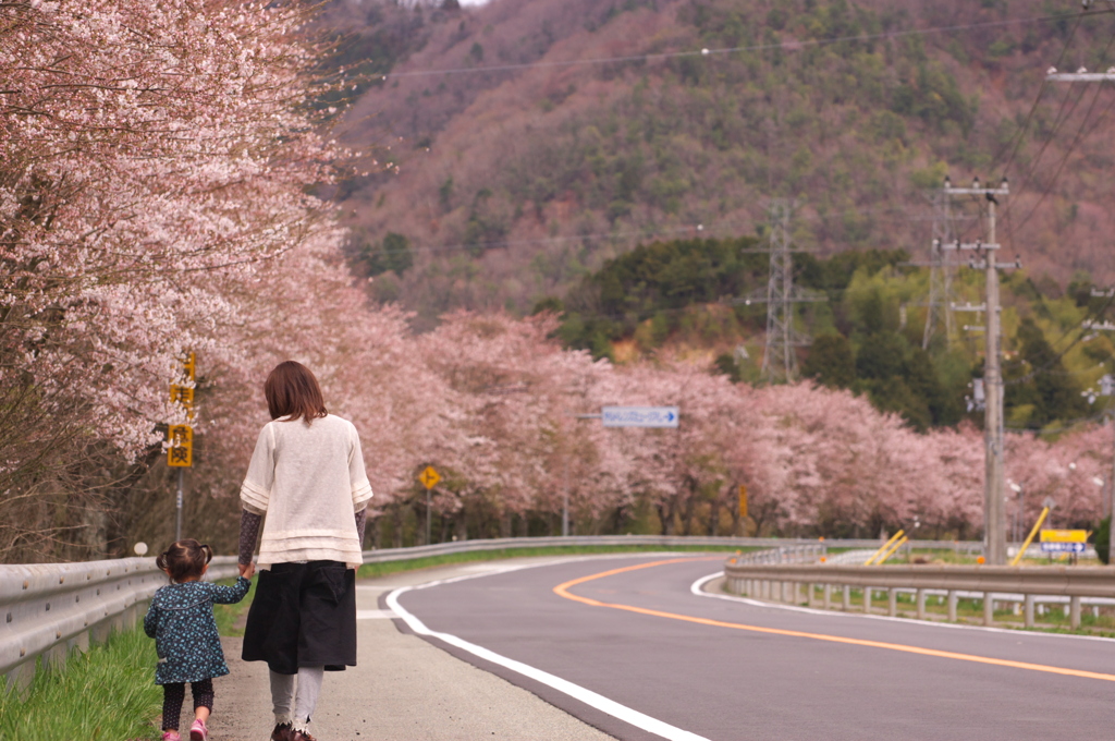 母と娘の桜街道