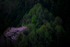 山桜