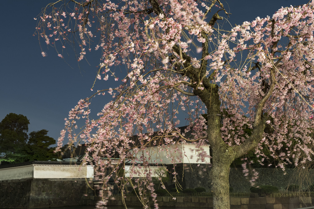 夜桜「皇居大手門」