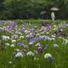 雨中の菖蒲田