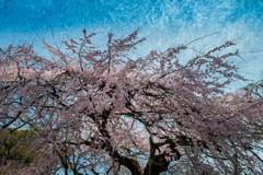 しだれ桜