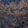 御苑の桜「枝垂桜」