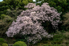 高遠子彼岸桜