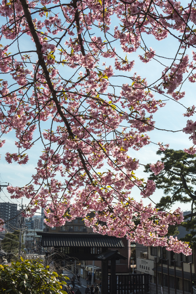 八分咲き「河津桜」