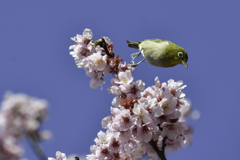 次の蜜に