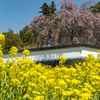 しだれ桜咲く慈雲寺