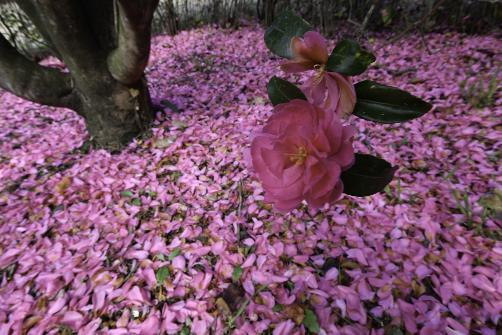 落花「サザンカ」