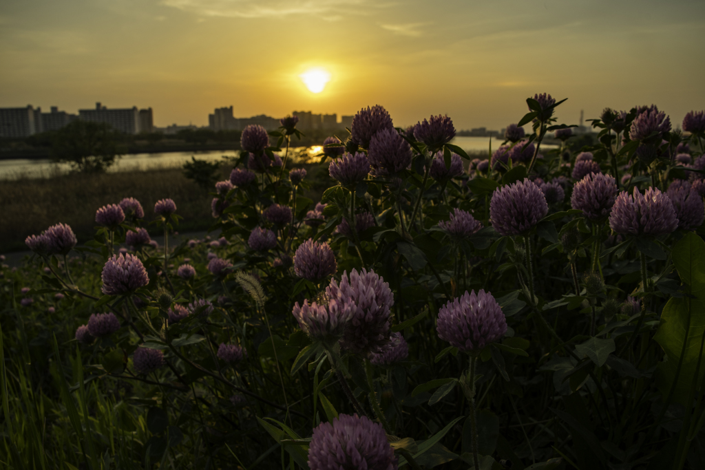 夕日に彩られて