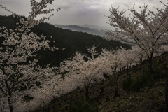 奥千本「吉野山」