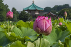 朝の不忍池