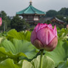 朝の不忍池