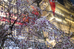 銀座の桜